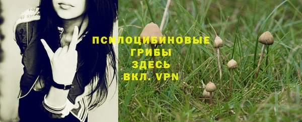 гашик Алексин